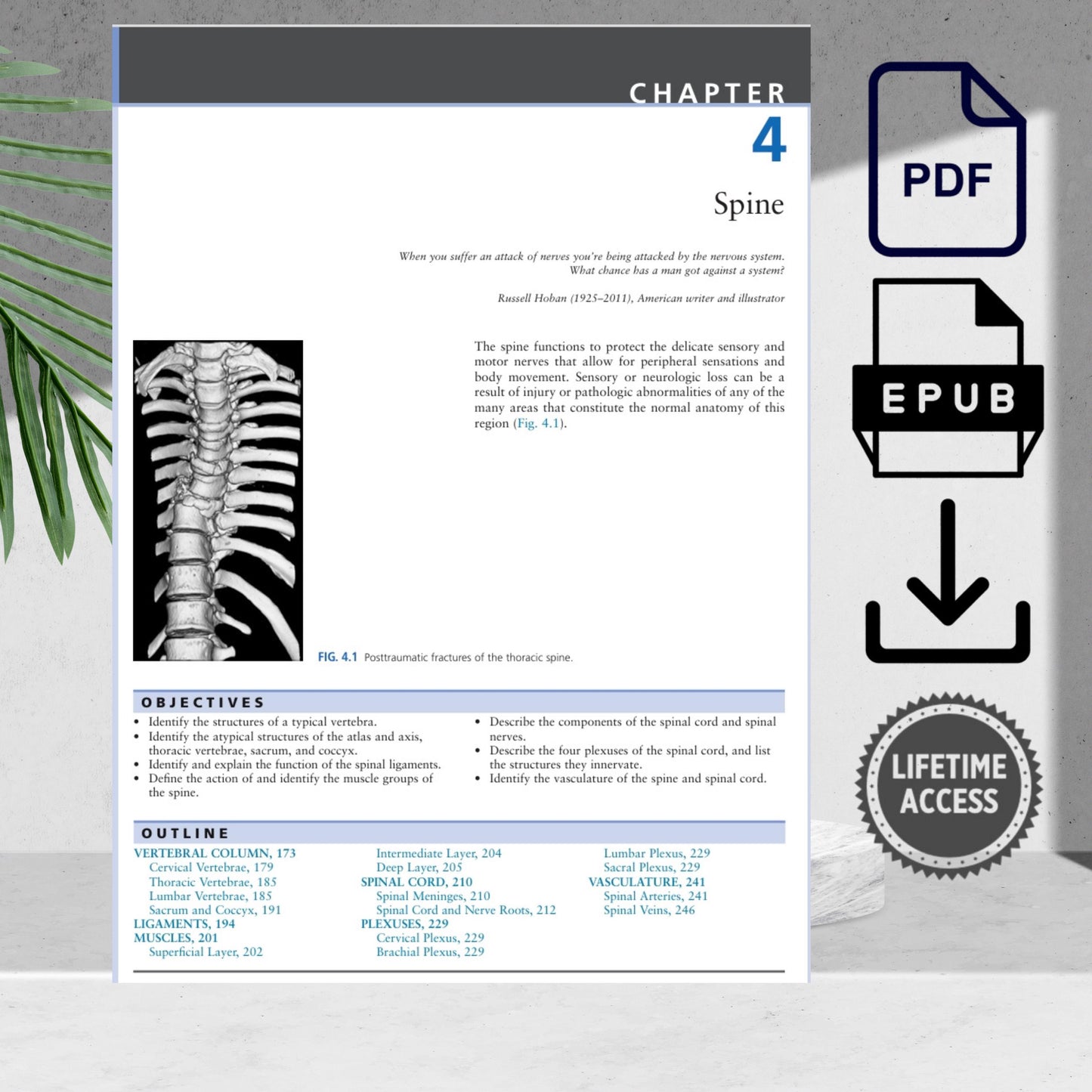 Diagnostic imaging anatomy illustrations and MRI scan comparisons