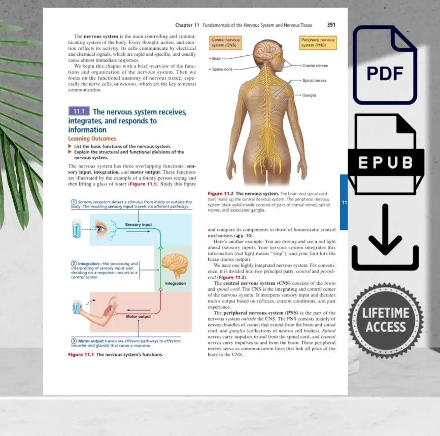 Anatomy and physiology 12th edition study resource by Marieb